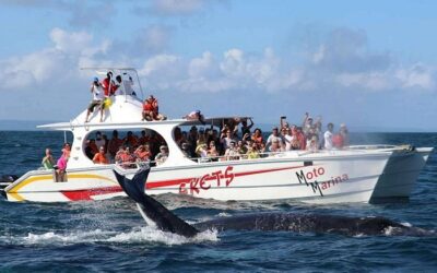Avistamiento de ballenas Samaná, Cascada Limón y más